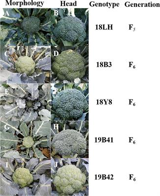 A highly efficient genetic transformation system for broccoli and subcellular localization